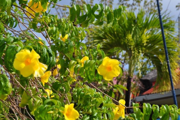 The Beautiful Caribbean - 30