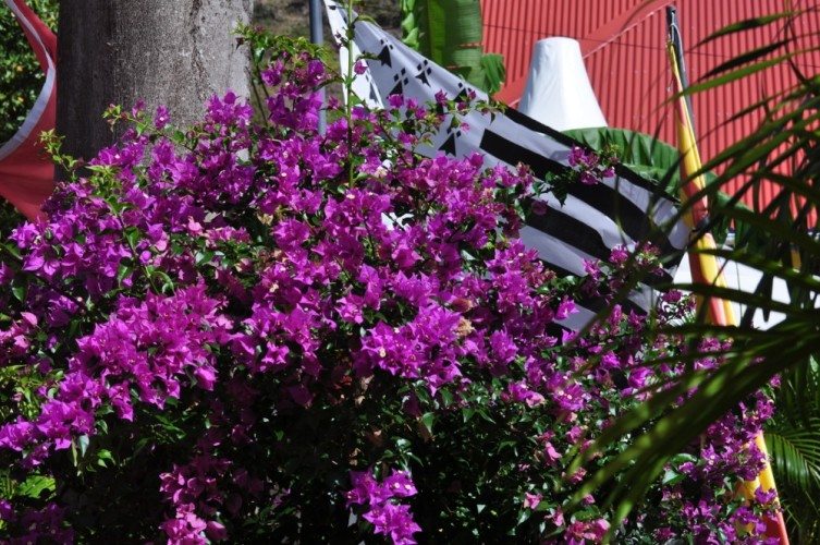 The Beautiful Caribbean - 20