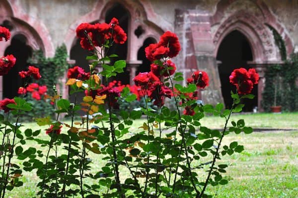 Kloster Bronnbach - 017