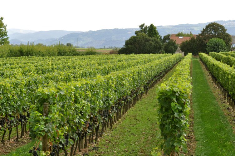 Tournon Gallery - 17