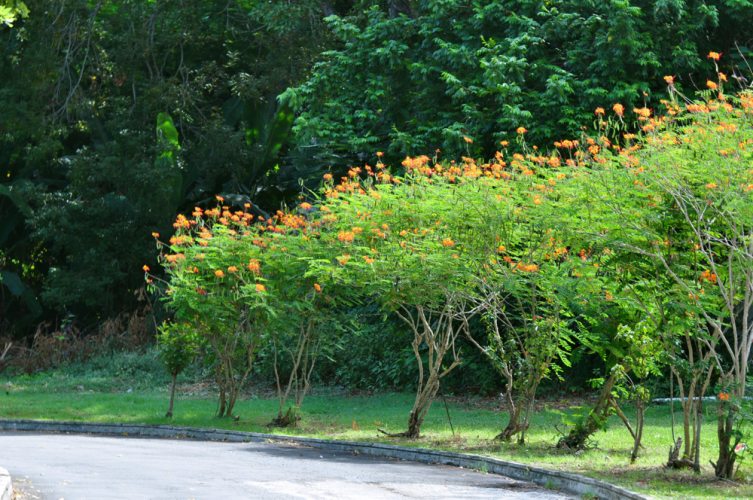 Ocho Rios, Jamaica - 152