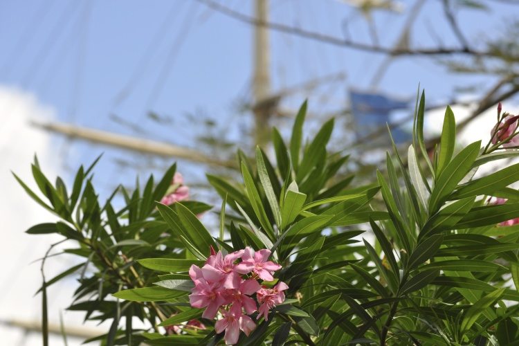 Cabrits, Dominica - 40