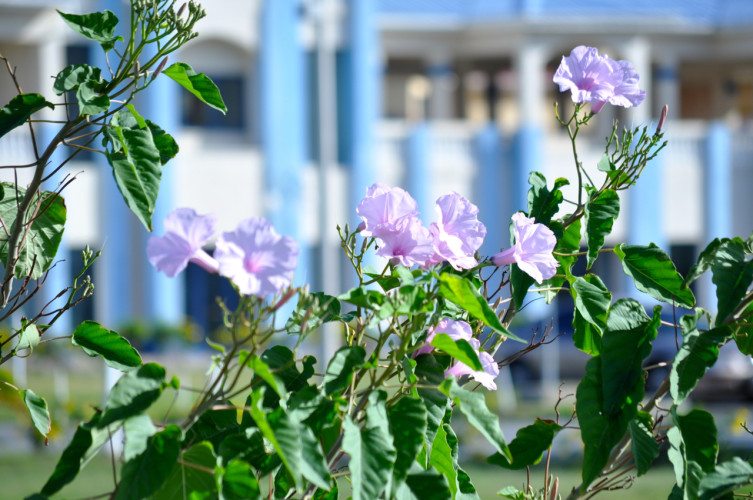 The Beautiful Caribbean - 17