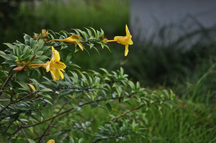 STR Cabrits, Dominica - 00043