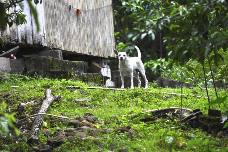 STR Cabrits, Dominica - 00064