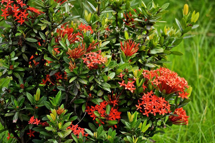 STR Cabrits, Dominica - 00042