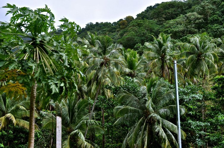 STR Cabrits, Dominica - 00070