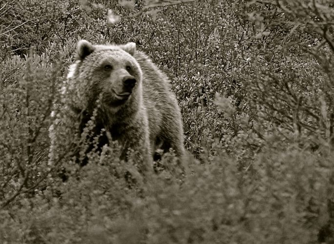 Denali National Park - 238