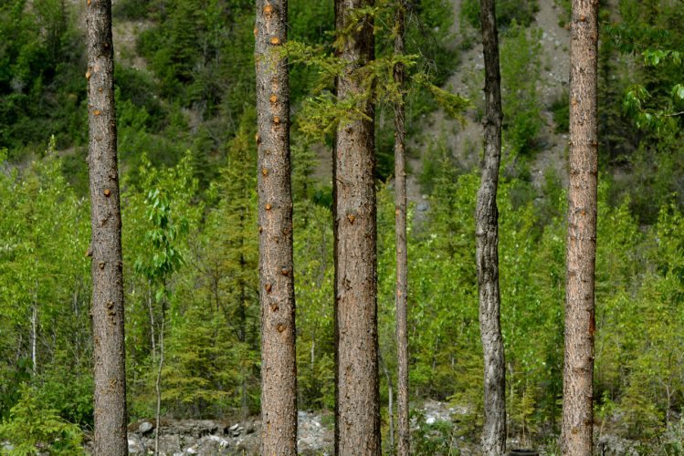 McKinley Chalet Resort - 43