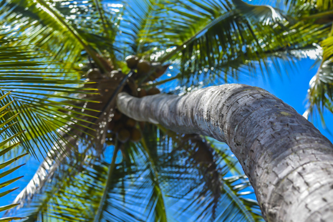 2019 Holland America Panama Canal