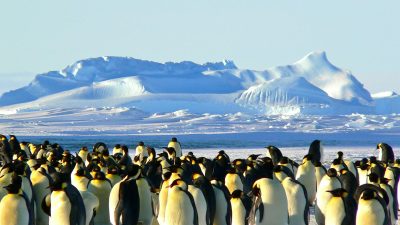 group of penguins on ice