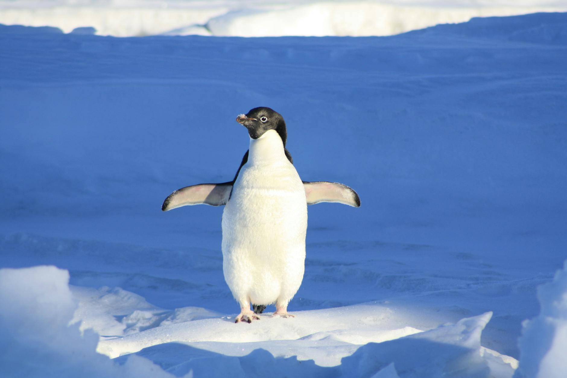 close up photography of penguin on snow