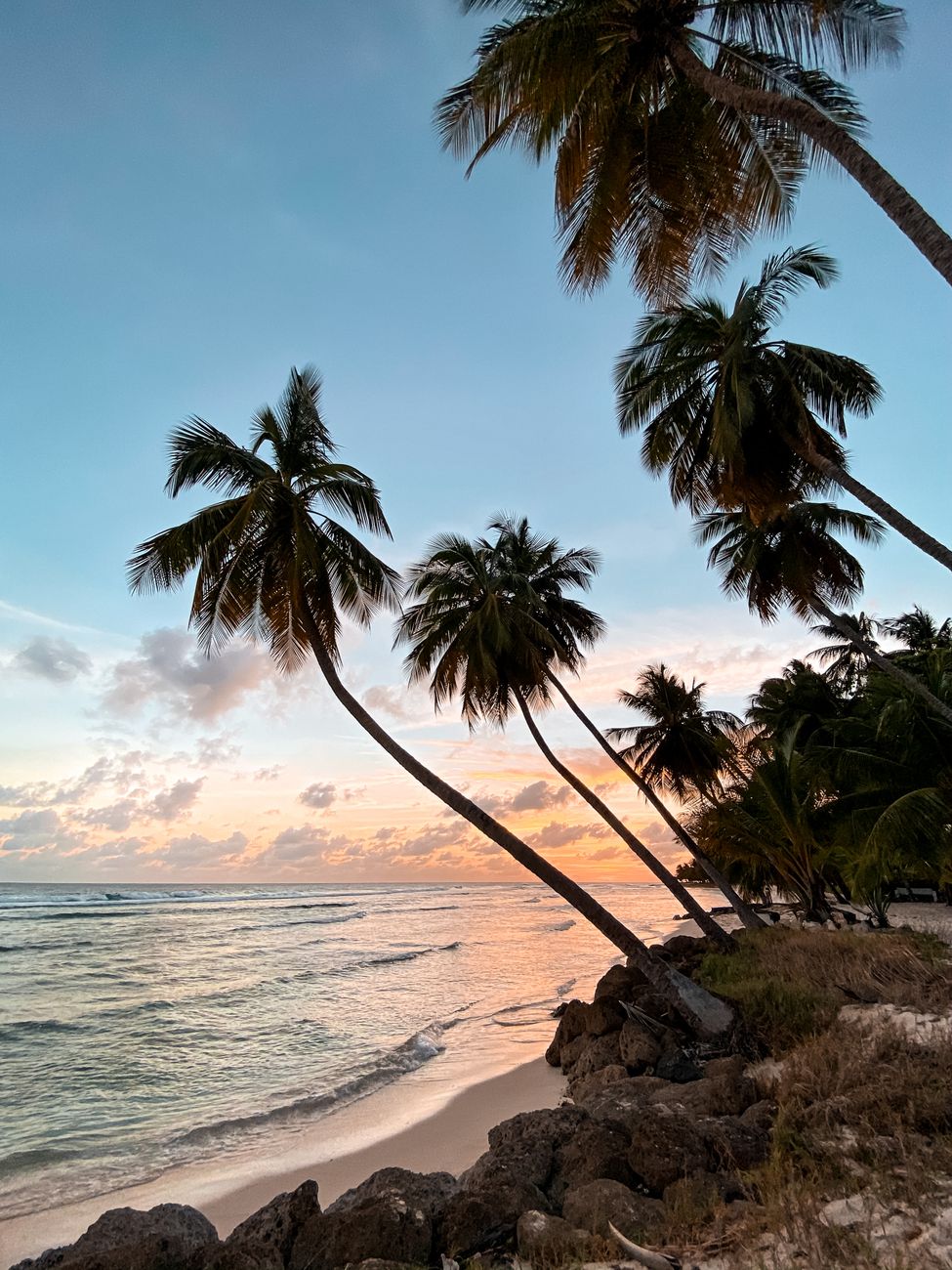 palm trees near body of water