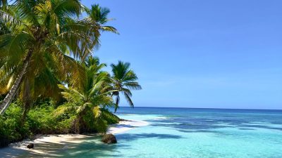 scenic view of palm trees on the beach