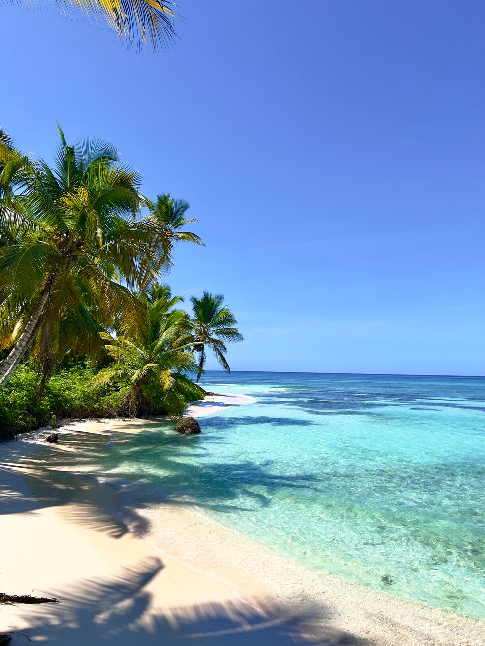 scenic view of palm trees on the beach