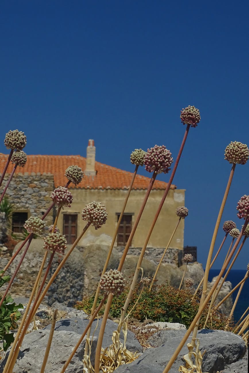 weeds growing in summer