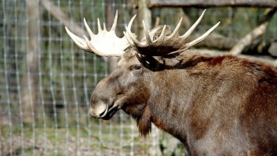 a brown moose
