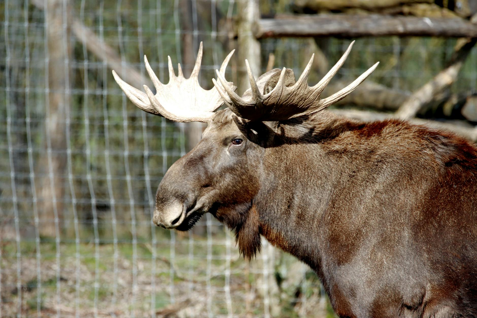 a brown moose