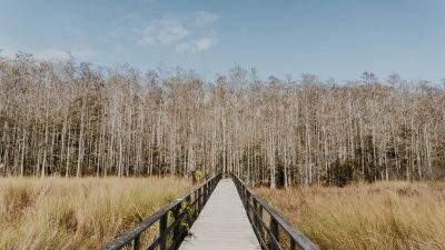 wooden bridge over the green grass field