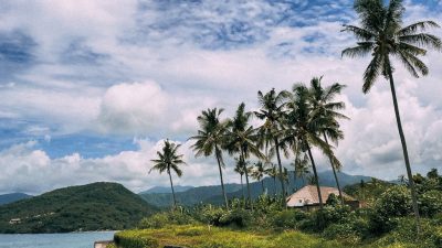 palm trees under a beautiful sky