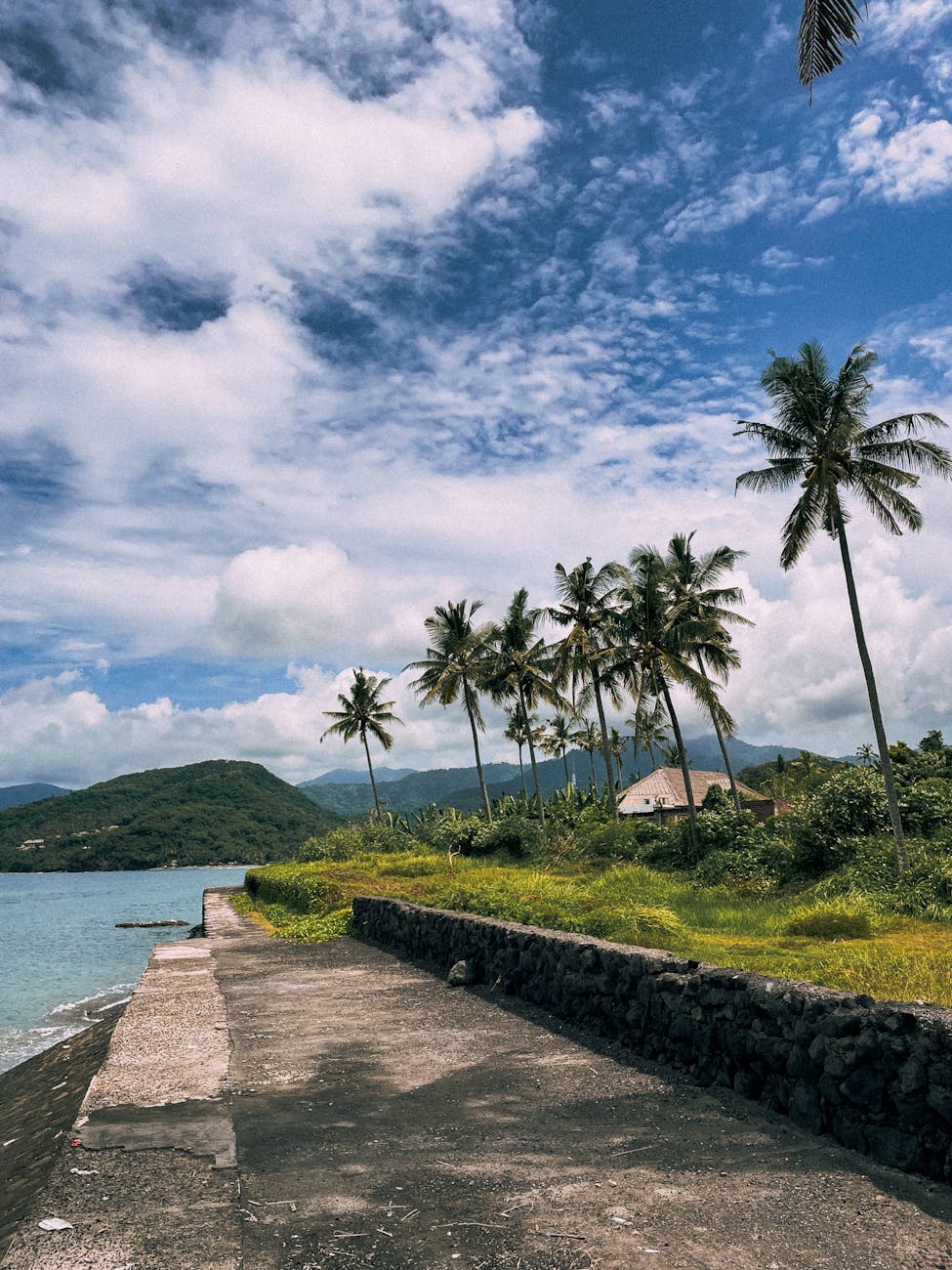 palm trees under a beautiful sky
