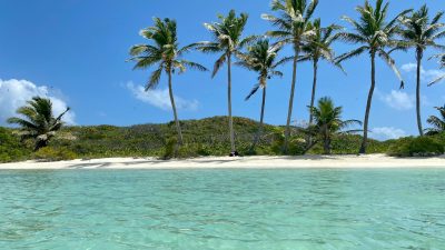 view of palm trees on a tropical beach under blue sky