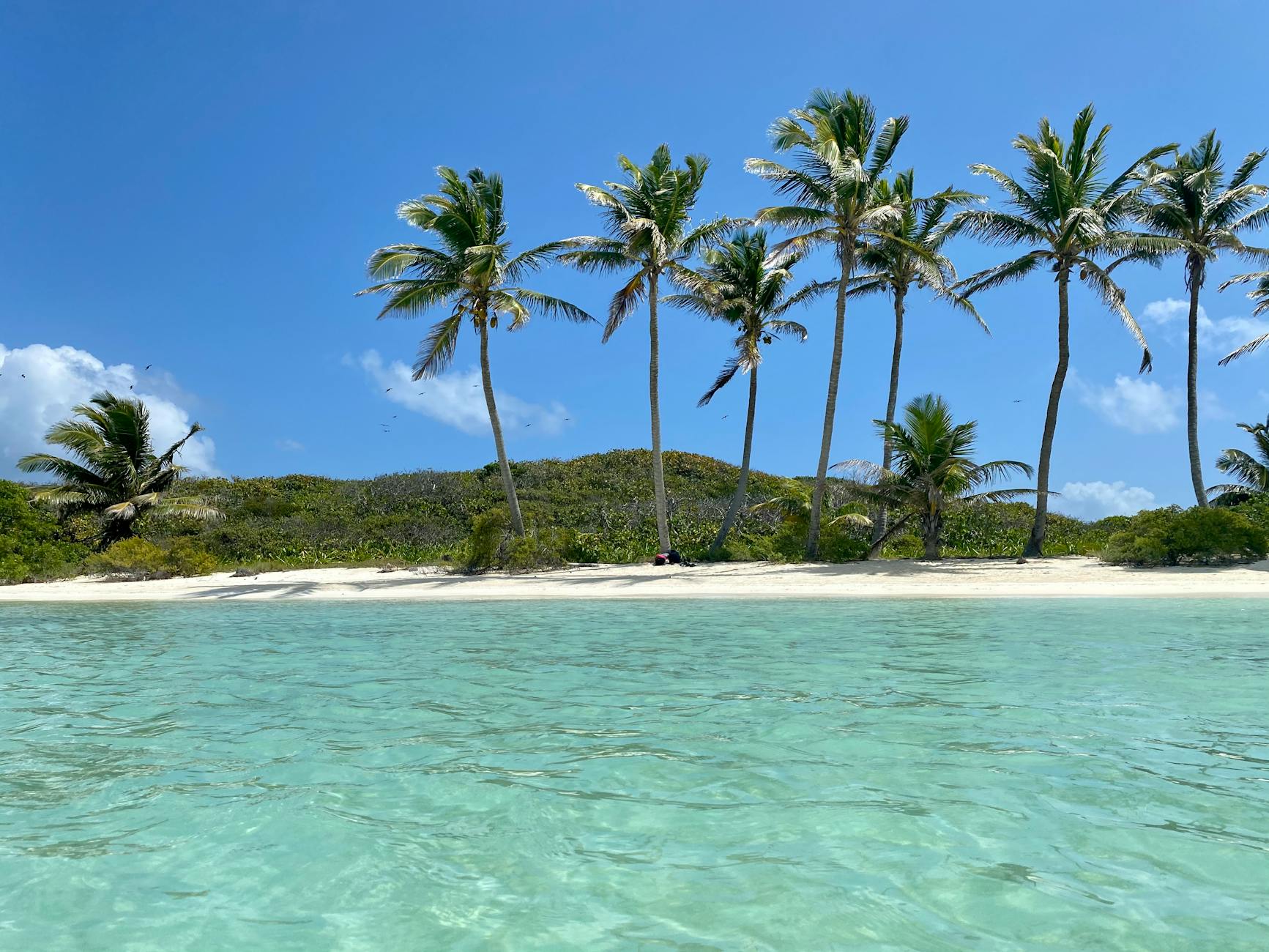 view of palm trees on a tropical beach under blue sky