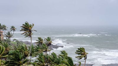 coconut trees near the sea