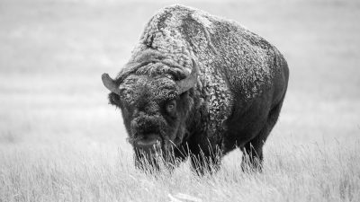 american bison grazing outdoors