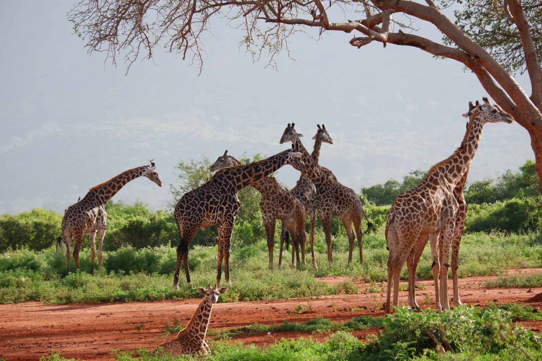 herd of giraffes on a grass field