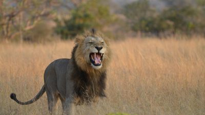 roaring lion on the savannah