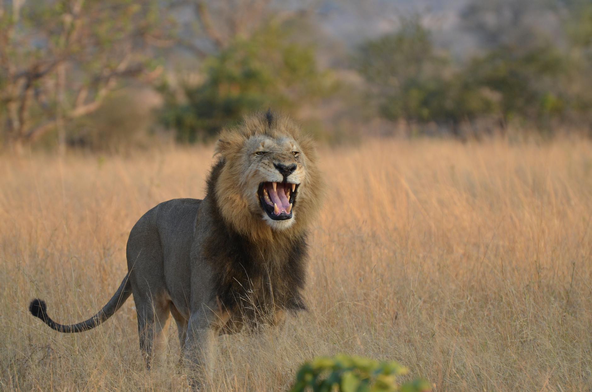 roaring lion on the savannah