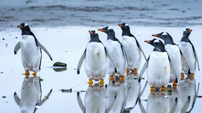adorable penguins at the shore