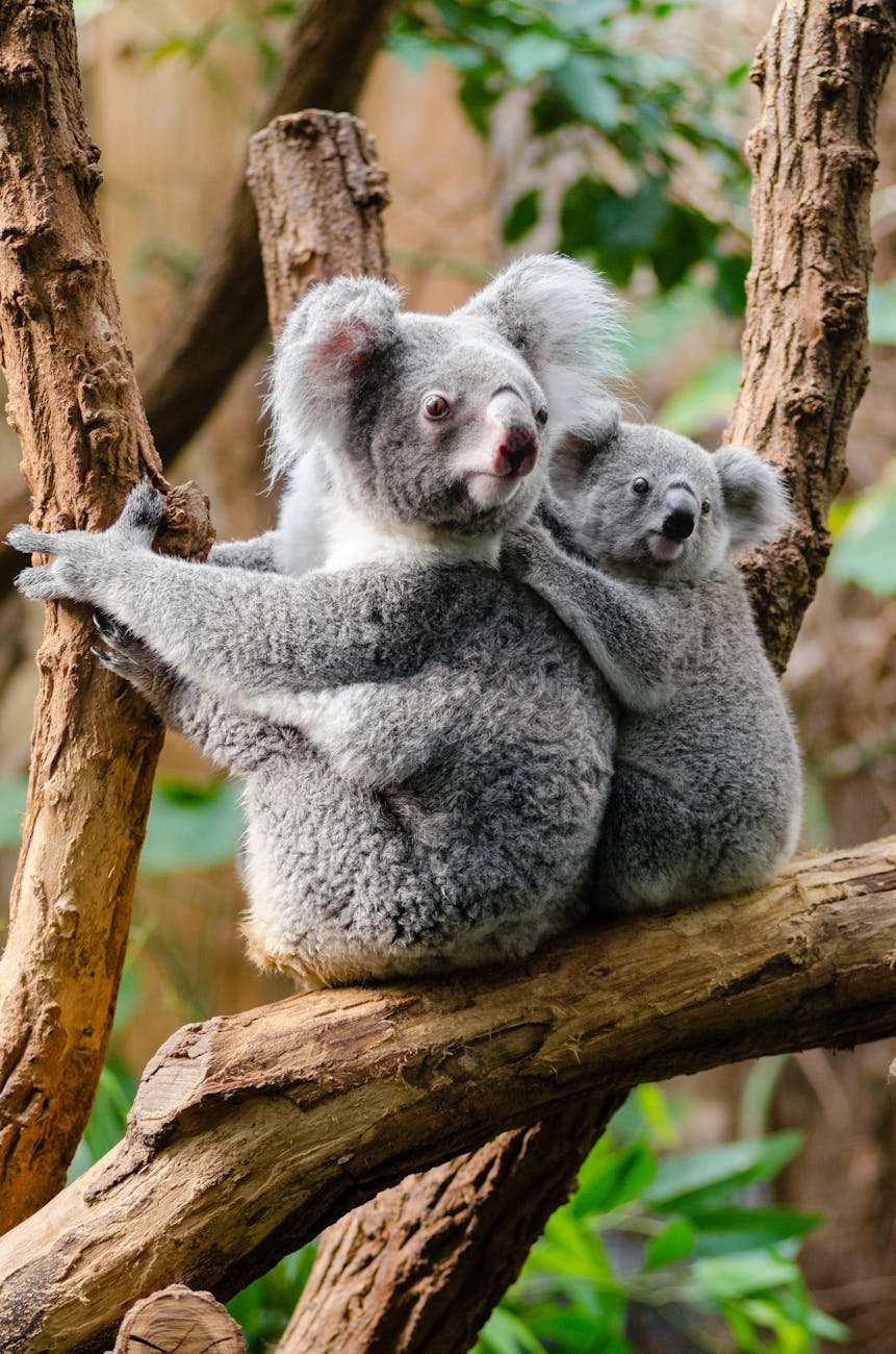 koala bears on a tree trunk