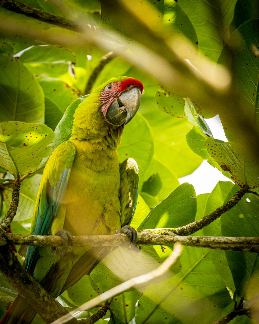 green macaw on the tree