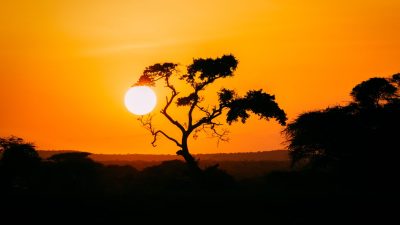 silhouette of tree during golden hour