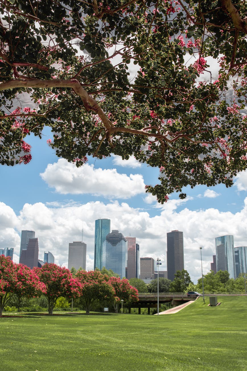 skyscrapers and blooming trees huston texas usa