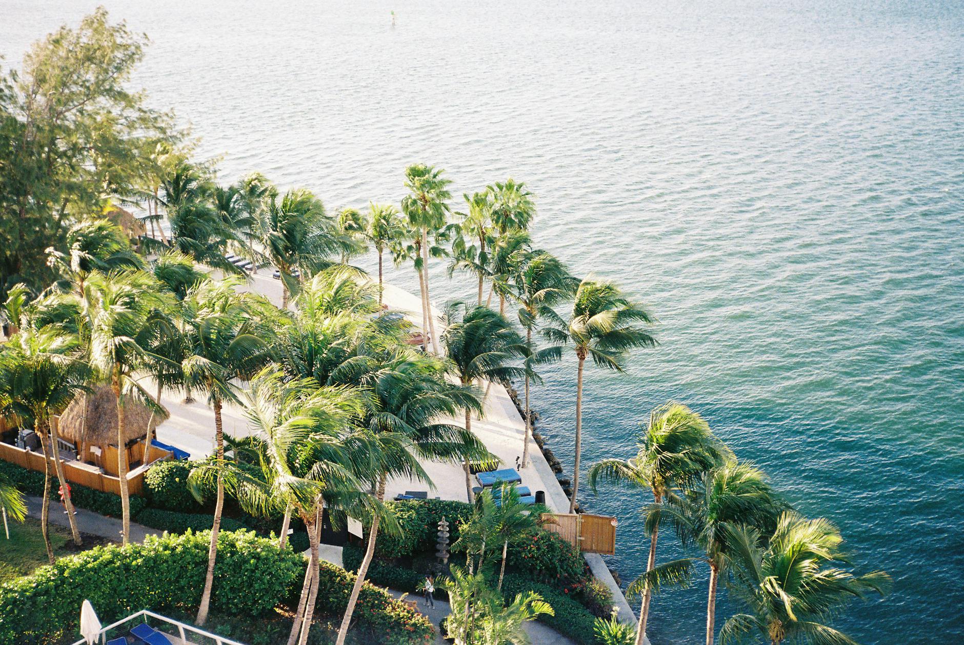 aerial view of palm trees growing in seaside resort
