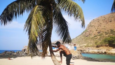 man climbing a palm tree on a beach