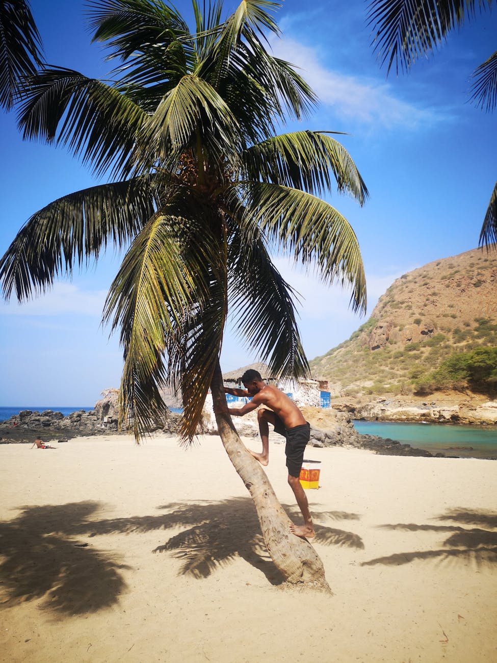 man climbing a palm tree on a beach