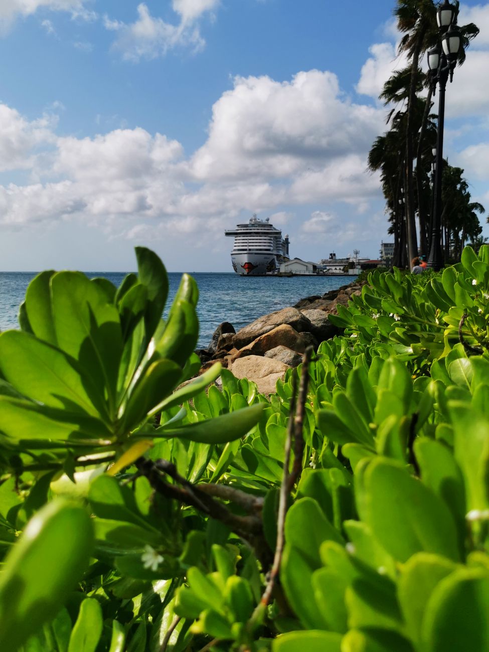 a cruise ship near the shore seen from behind a beach cabbage plant