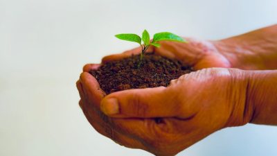 soil with growth in hands