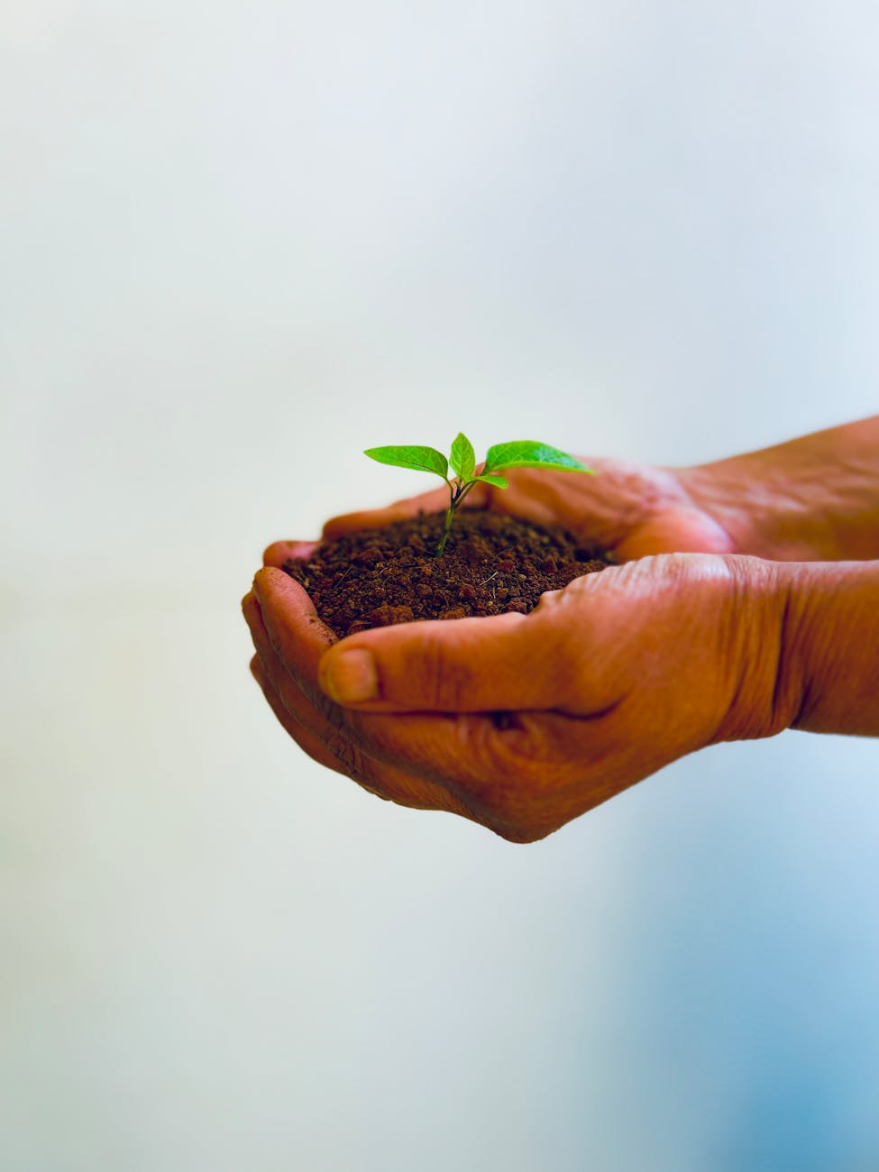 soil with growth in hands