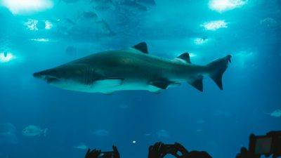 group of people taking picture of shark