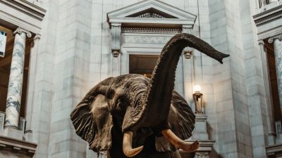 elephant figure in national museum of natural history in washington dc usa