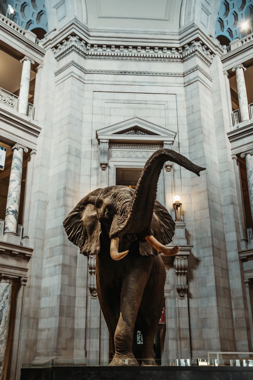 elephant figure in national museum of natural history in washington dc usa