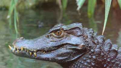 close up of an alligator in the water