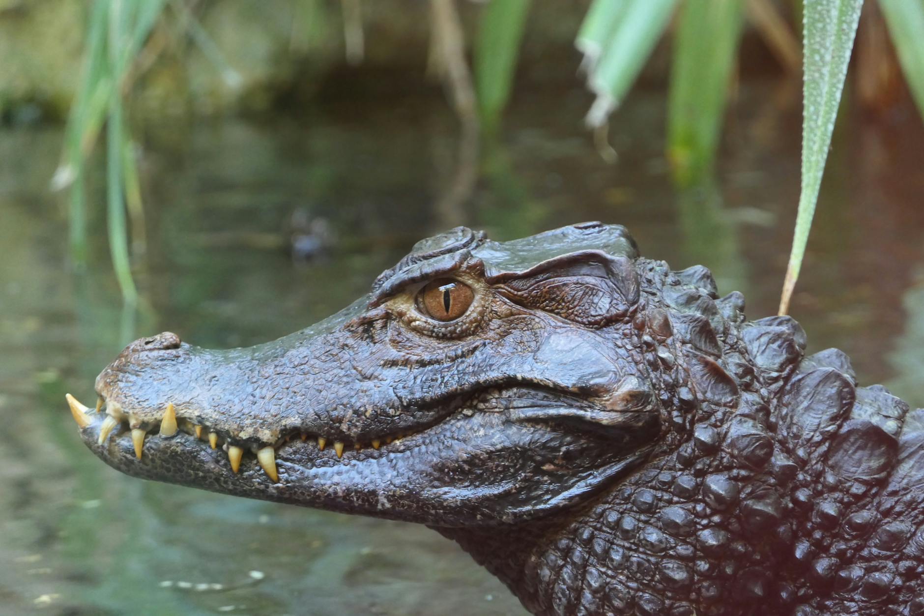 close up of an alligator in the water