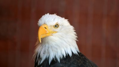 head of bald eagle
