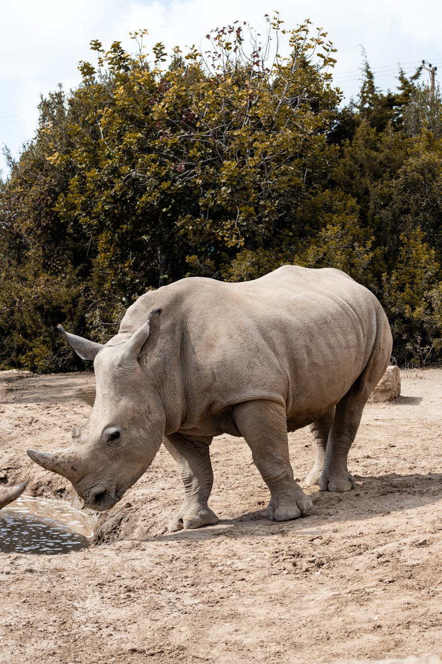 white rhino in the nature reserve